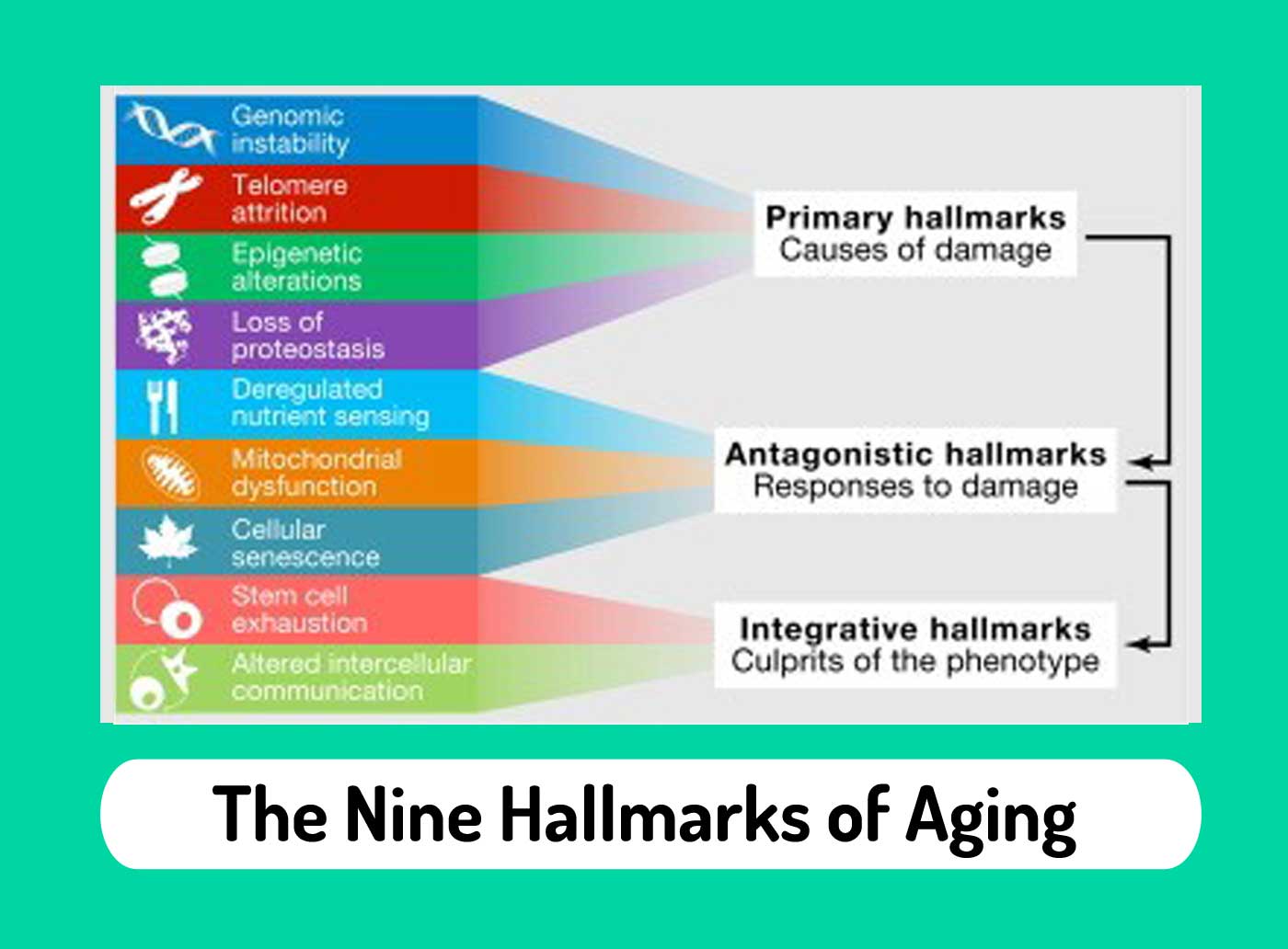 The Nine Hallmarks of Aging
