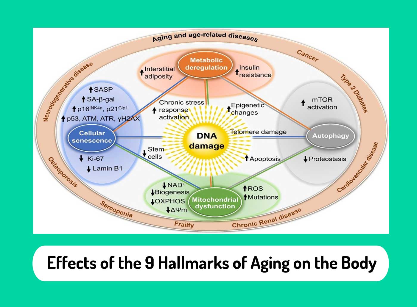 Effects of the 9 Hallmarks of Aging on the Body