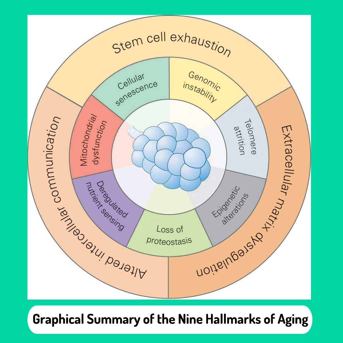 Graphical Summary of the Nine Hallmarks of Aging